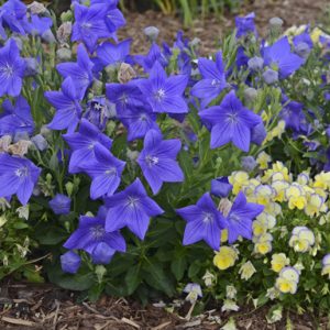 Platycodon 'Astra Blue'