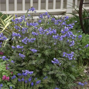 Polemonium 'Heaven Scent'