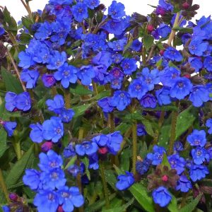 Pulmonaria 'Nova Cobalt' New 2026