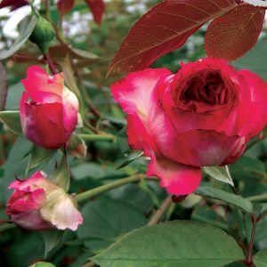 Rosa (Climbing) 'Antique 89'