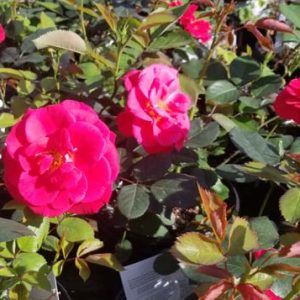 Rosa (Shrub) 'Cinnamon Hearts' New 2024