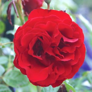 Rosa (Climbing) 'Dublin Bay' New 2026