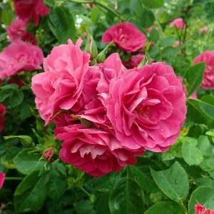 Rosa (Climbing) 'Henry Kelsey' New 2026