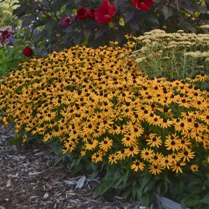 Rudbeckia 'Little Goldstar'