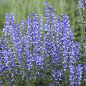 Salvia 'Azure Snow' New 2025