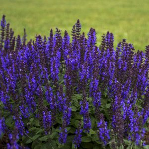 Salvia 'Bumbleblue'