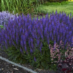 Salvia 'Violet Riot' New 2025