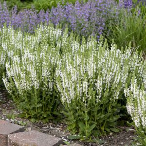 Salvia 'White Profusion' New 2025