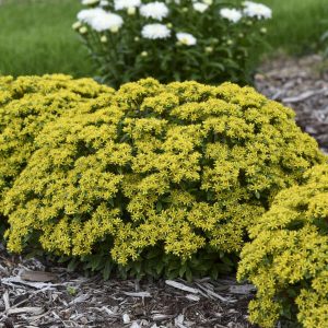 Sedum 'Bright Idea' New 2024
