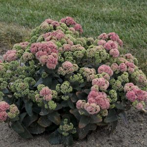 Sedum 'Coral Jade'