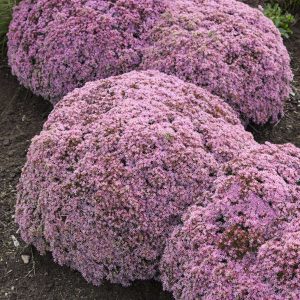 Sedum 'Pride and Joy'