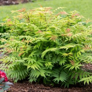 Sorbaria 'Cherry On Top' New 2025