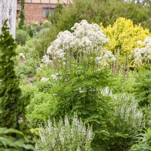 Thalictrum 'Cotton Ball' New 2026