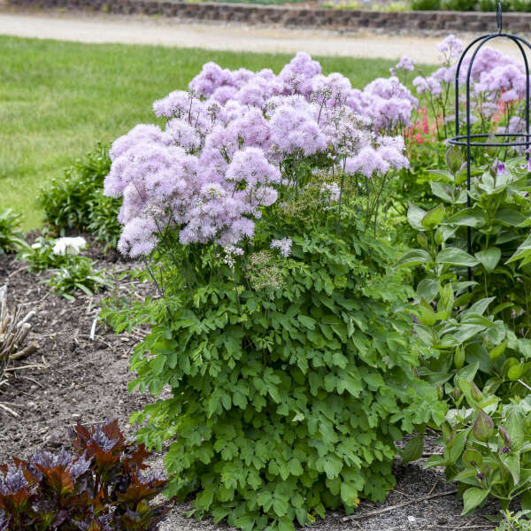 Thalictrum 'Cotton Candy' New 2025