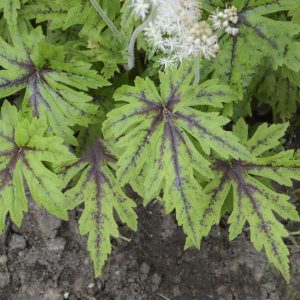 Tiarella 'Cutting Edge'