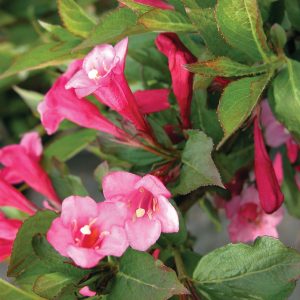 Weigela 'Minuet'