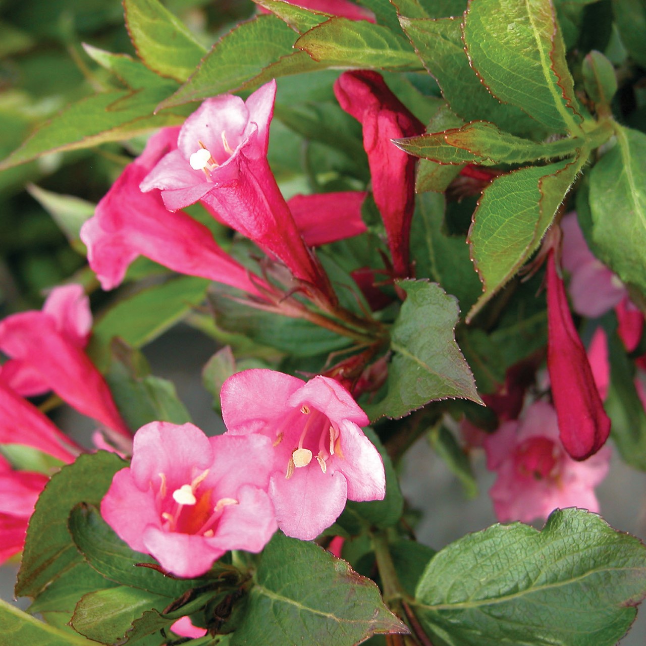 Weigela 'Minuet'