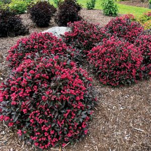 Weigela 'Electric Love' New 2026