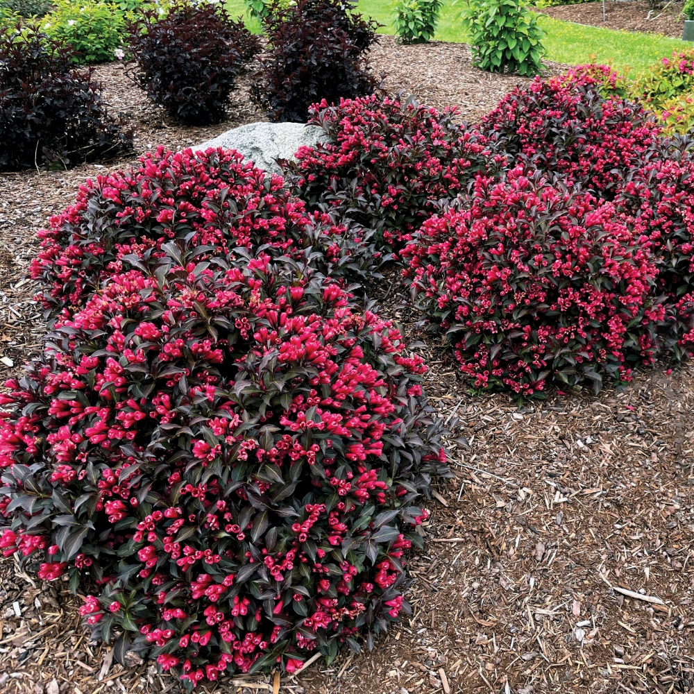 Weigela 'Electric Love' New 2026