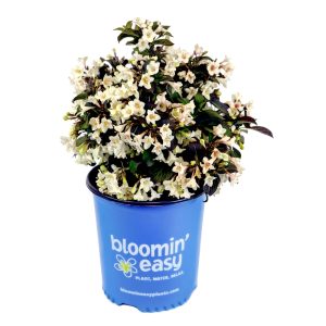 Weigela 'Tuxedo' New 2026