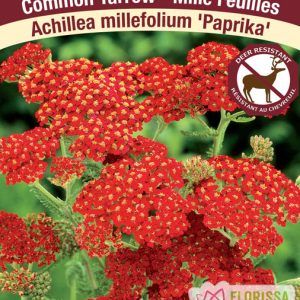 Achillea 'Paprika'