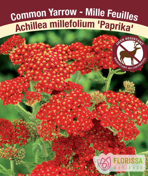 Achillea 'Paprika'