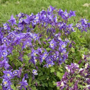 Aquilegia 'Earlybird Purple Blue' New 2023