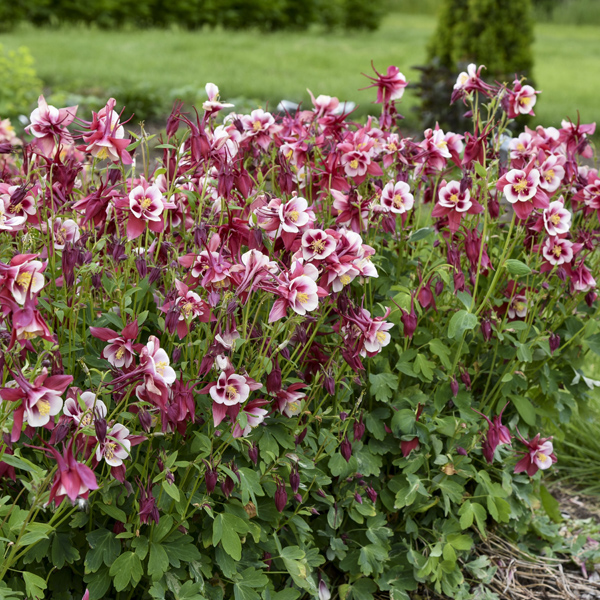 Aquilegia 'Earlybird Red White' New 2023