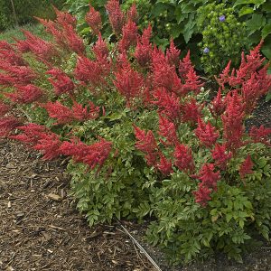 Astilbe 'August Light'