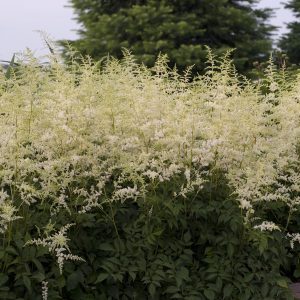 Astilbe 'Bridal Veil'