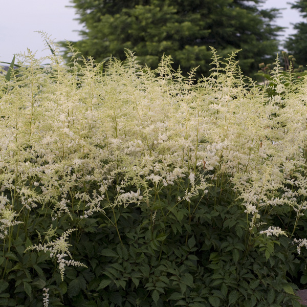 Astilbe 'Bridal Veil'