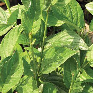 Cornus 'Bud's Yellow' New 2023