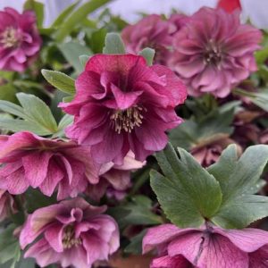 Helleborus 'Maid of Honor'