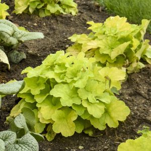 Heuchera 'Pistachio Ambrosia' New 2023