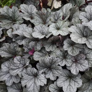 Heuchera 'Smoke and Mirrors'