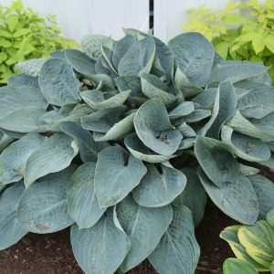 Above the Clouds, Hosta