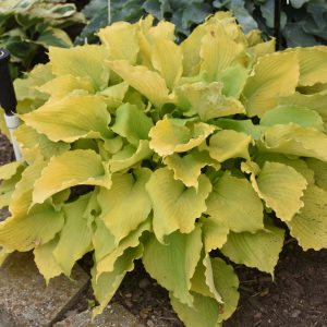 Echo the Sun, Hosta