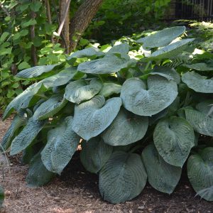 sieboldiana Elegans, Hosta