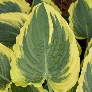 Trendsetter, Hosta