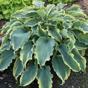 Voices in the Wind, Hosta