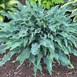 Wild Imagination, Hosta