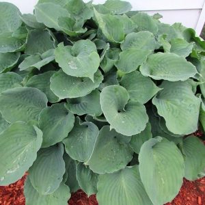 Moonlight Sonata, Hosta