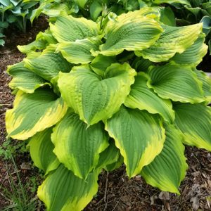 One Last Dance, Hosta