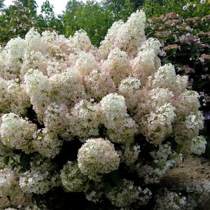 Shrub Catalogue