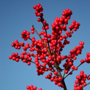 Ilex 'Red Sprite'