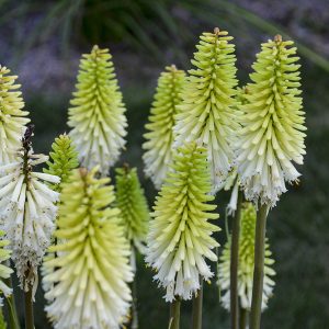 Kniphofia (Tritoma) 'Lady Luck'