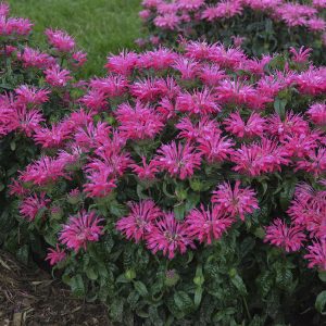 Monarda 'Electric Neon Pink'