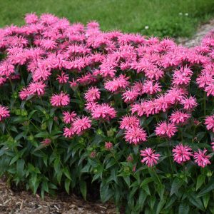 Monarda 'Pink Chenille'