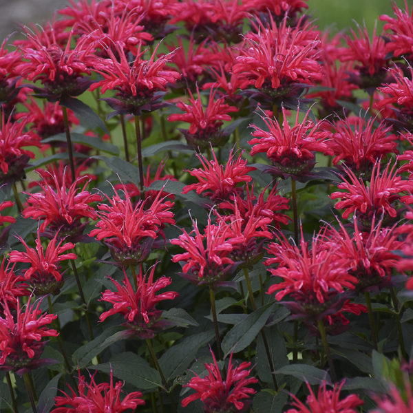 Monarda 'Red Velvet'