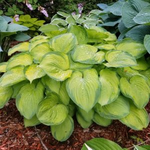 Paradigm, Hosta